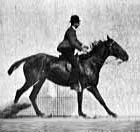 Eadweard Muybridge - Salto con ostacolo, cavallo nero