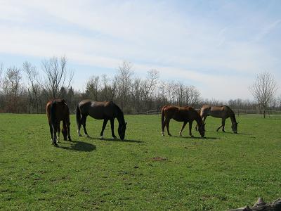 Cavalli in paddock