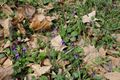 
Violette ai margini del viale di accesso alla Bellaria
